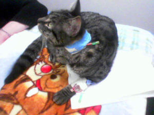 Feeding Tube Kitty