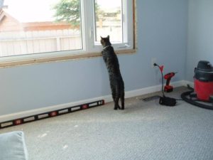 Living Room Window Cat