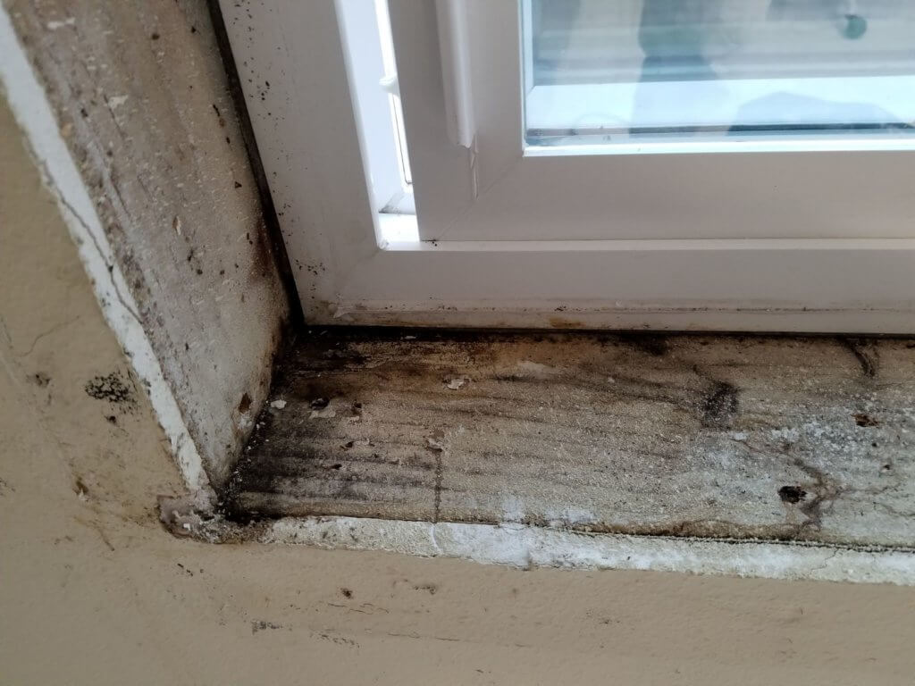Sill mold and rot
