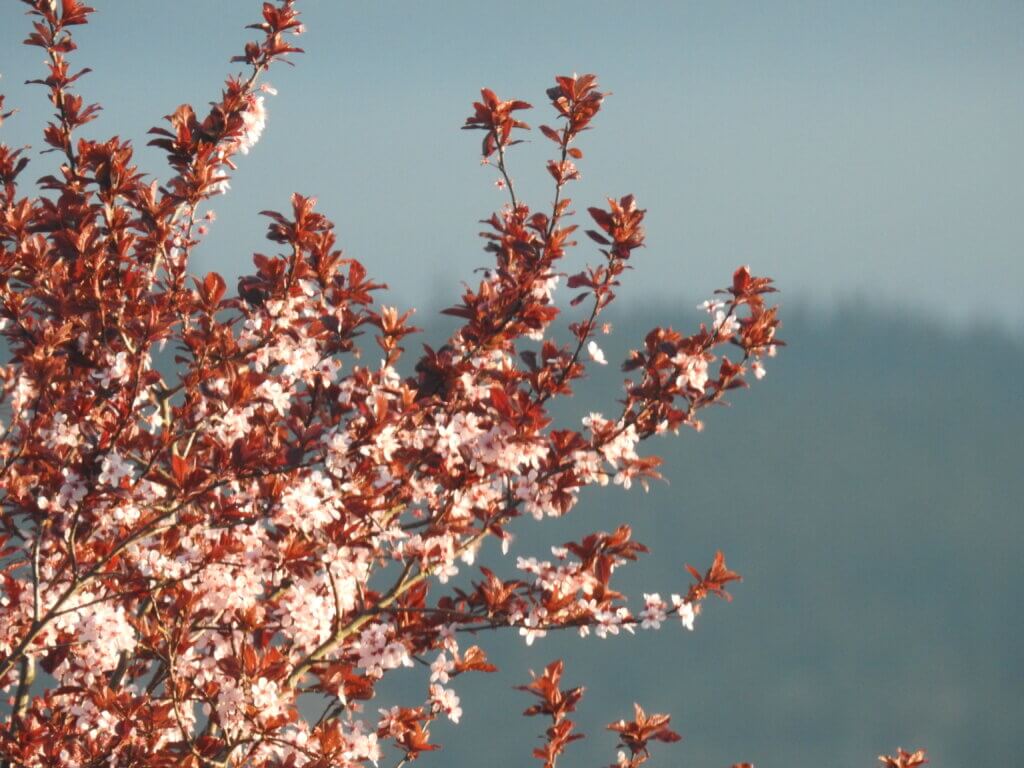 Spring Blossoms