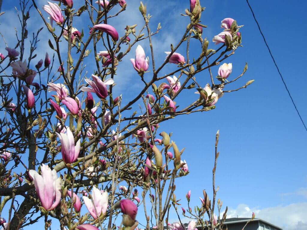 Magnolia